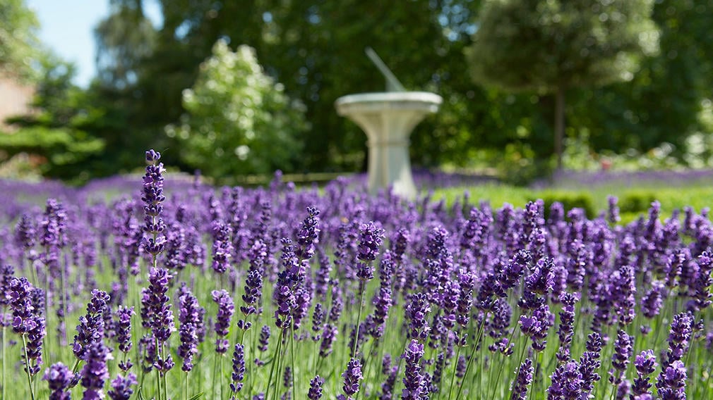 Sundial and lavender in the garden. The garden at Clarence House
