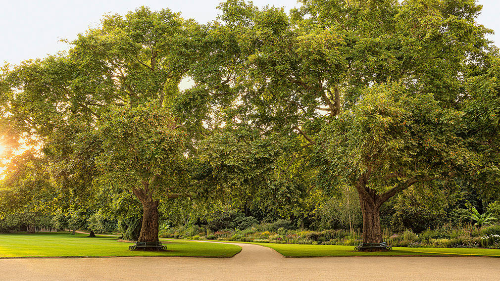 Known as Victoria and Albert, the garden's two most famous plane trees were planted by the Queen and her consort more than 150 years ago. Photographer: John Campbell Known as Victoria and Albert, the garden's two most famous plane trees were planted by the Queen and her consort more than 150 years ago. Photographer: John Campbell